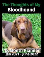 The Thoughts of My Bloodhound