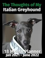 The Thoughts of My Italian Greyhound