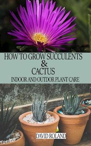 How to Grow Succulents and Cactus