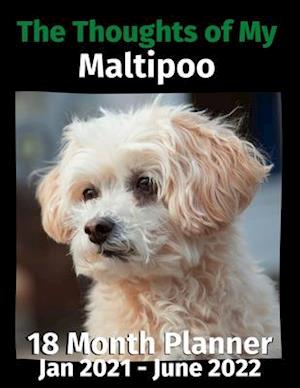 The Thoughts of My Maltipoo