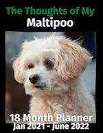 The Thoughts of My Maltipoo