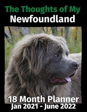 The Thoughts of My Newfoundland