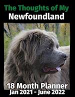 The Thoughts of My Newfoundland