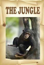 The Jungle: Visit the animals that live in a jungle. 