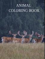 Animal Coloring Book