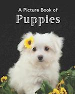 A Picture Book of Puppies : A Beautiful Picture Book for Seniors With Alzheimer's or Dementia. A Wonderful Gift for Dog Lovers. 