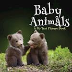 Baby Animals, A No Text Picture Book