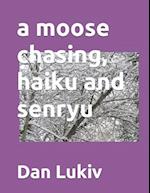 A moose chasing, haiku and senryu