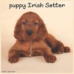 Irish Setter Puppy Calendar 2022: Official Irish Setter Puppies 2022 Calendar 16 Months 