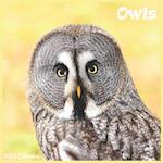 Owls Calendar 2022 : Official Owls Birds 2022 Calendar, 16 Month 