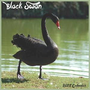 Black Swan 2022 Calendar: Official Swan Birds Calendar 2022, 16 Month Square Calendar