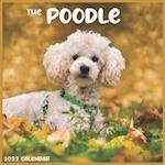 The Poodle Calendar 2022: Official The Poodle Dog breed Calendar 2022 16 Months