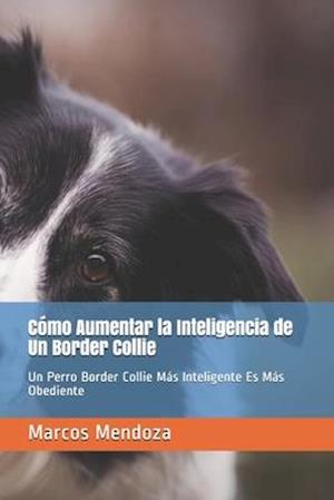 Cómo Aumentar la Inteligencia de Un Border Collie