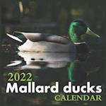 Mallard ducks Calendar 2022