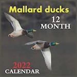 Calendar 2022 Mallard ducks 12 MONTH