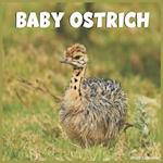 Baby Ostrich Calendar 2022 : Official Common ostrich Birds 2022 Calendar 16 Months 