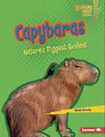 Capybaras