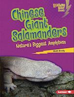 Chinese Giant Salamanders