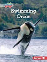 Swimming Orcas