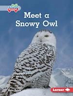 Meet a Snowy Owl