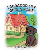 Labrador Lily Gets A Home 