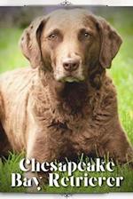 Chesapeake Bay Retriever: Dog breed overview and guide 