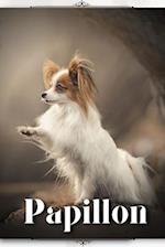 Papillon: Dog breed overview and guide 