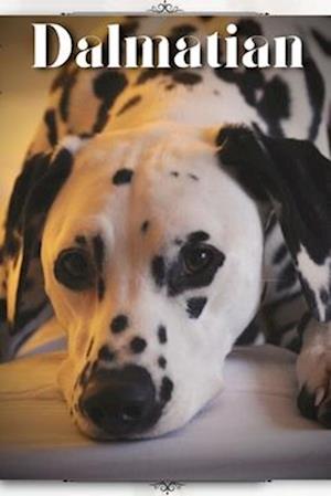 Dalmatian: Dog breed overview and guide