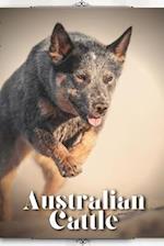 Australian Cattle: Dog breed overview and guide 