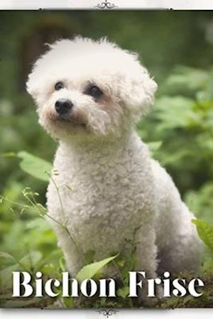 Bichon Frise: Dog breed overview and guide