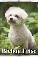 Bichon Frise: Dog breed overview and guide 