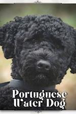 Portuguese Water Dog: Dog breed overview and guide 