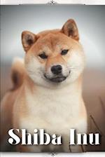 Shiba Inu: Dog breed overview and guide 