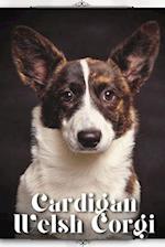 Cardigan Welsh Corgi: Dog breed overview and guide 