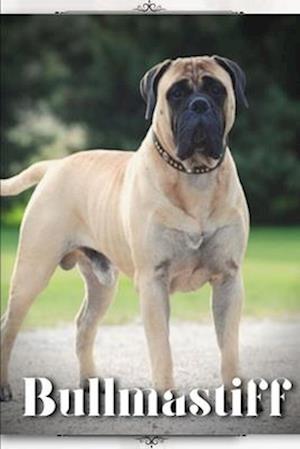 Bullmastiff: Dog breed overview and guide