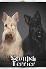 Scottish Terrier: Dog breed overview and guide 