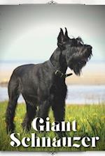 Giant Schnauzer: Dog breed overview and guide 