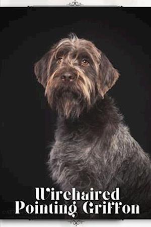 Wirehaired Pointing Griffon: Dog breed overview and guide