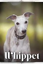 Whippet: Dog breed overview and guide 