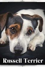 Russell Terrier: Dog breed overview and guide 