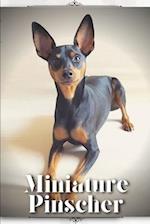 Miniature Pinscher: Dog breed overview and guide 