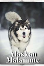 Alaskan Malamute: Dog breed overview and guide 