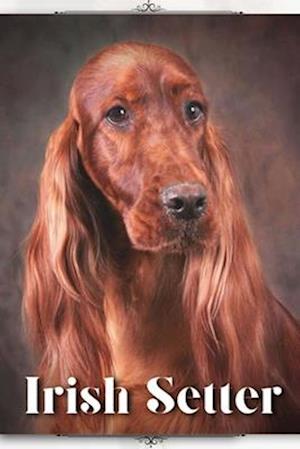 Irish Setter: Dog breed overview and guide