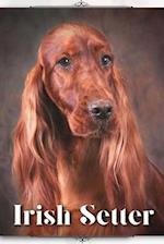 Irish Setter: Dog breed overview and guide 