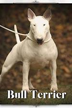 Bull Terrier: Dog breed overview and guide 