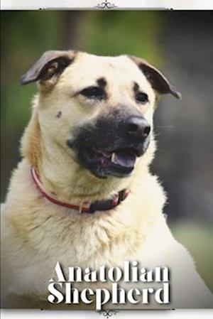 Anatolian Shepherd: Dog breed overview and guide