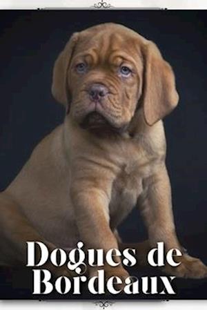 Dogues de Bordeaux: Dog breed overview and guide