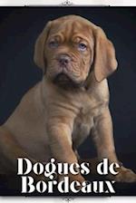 Dogues de Bordeaux: Dog breed overview and guide 