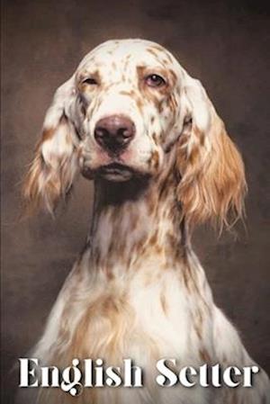 English Setter: Dog breed overview and guide