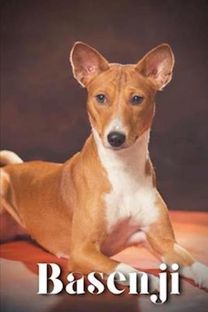 Basenji: Dog breed overview and guide